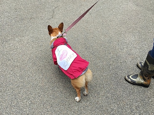 Dog on a leash.