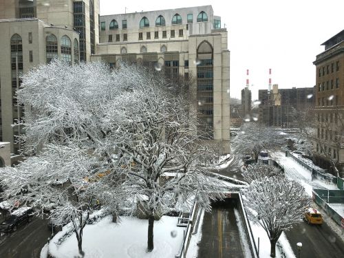 Snowy trees near Weill Cornell Medicine campus.