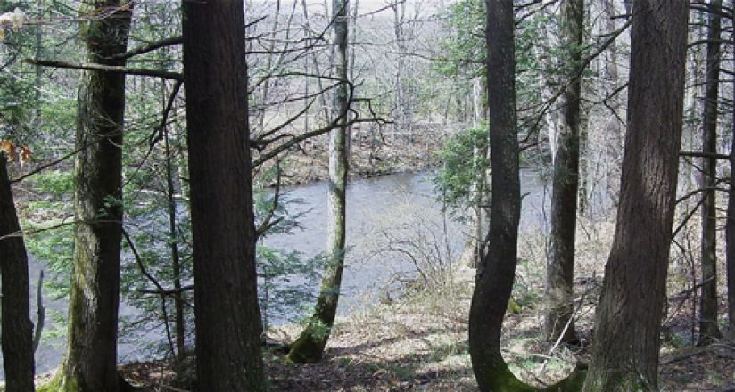 View of trees in the midst.