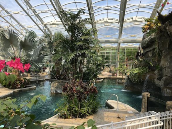 Plant inside of a swimming pool.